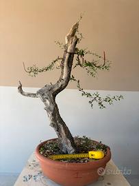 Prebonsai di olivastro