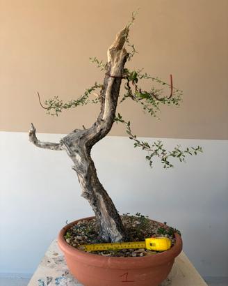 Prebonsai di olivastro