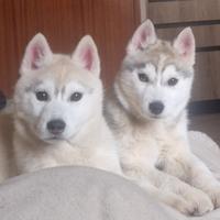 Cuccioli di Siberian Husky