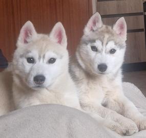 Cuccioli di Siberian Husky