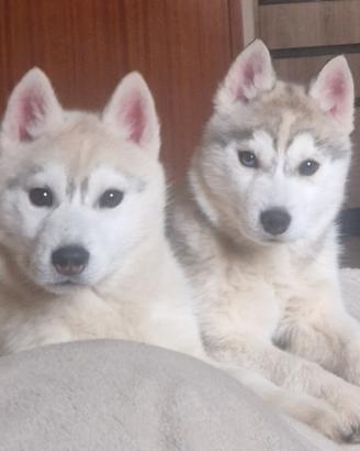 Cuccioli di Siberian Husky