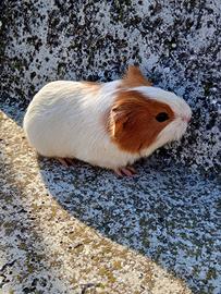 Cuccioli di porcellini d india o cavia peruviana