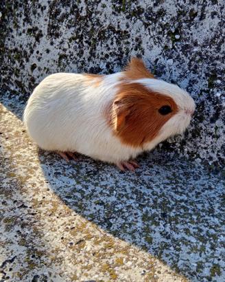 Cuccioli di porcellini d india o cavia peruviana