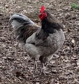 Australorp