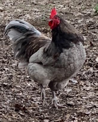 Australorp
