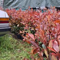 piante da siepe fhotinie 