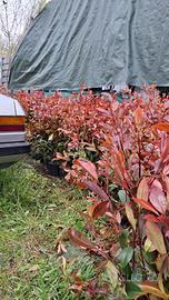 piante da siepe fhotinie 