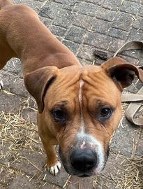 Cane taglia medio grande