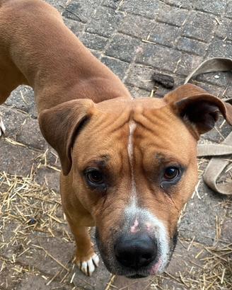 Cane taglia medio grande