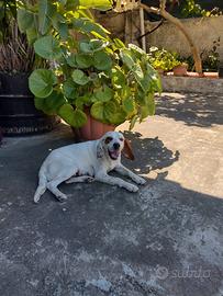Splendido Setter inglese (Catania)