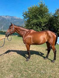 Cavallo castrone del 2008