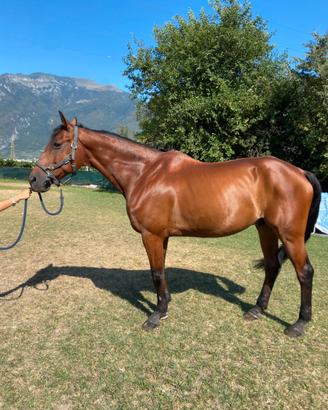 Cavallo castrone del 2008