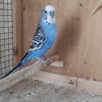 Allevamento amatoriale