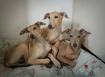 Cuccioli di piccolo levriero italiano