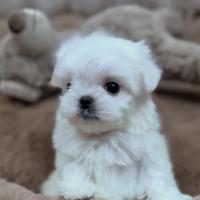 Maltese coreano Toy
