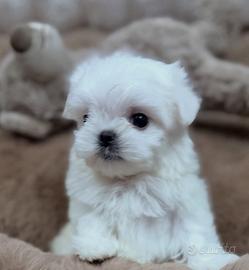 Maltese coreano Toy