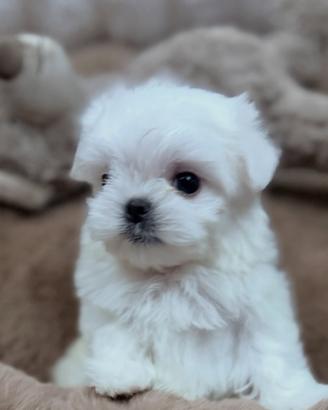 Maltese coreano Toy