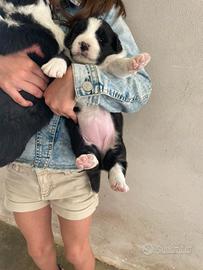Border collie con pedigree