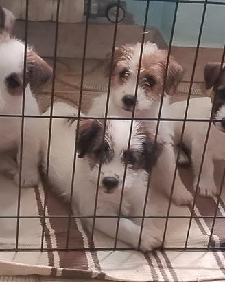 Cucciole Jack Russell Terrier