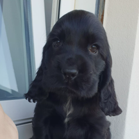 Cocker spaniel inglese pedigree PET TERAPY nero