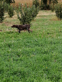 Per cessata attività venatoria, femmina kurz