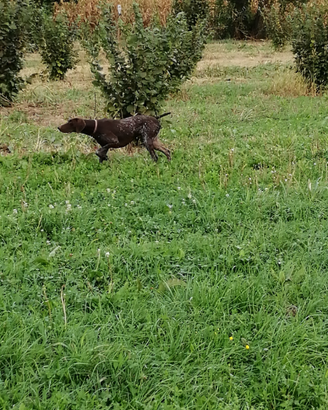 Per cessata attività venatoria, femmina kurz