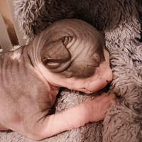Cucciolo di Canadian Sphynx