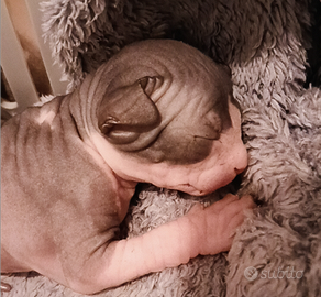 Cucciolo di Canadian Sphynx
