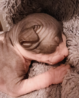 Cucciolo di Canadian Sphynx