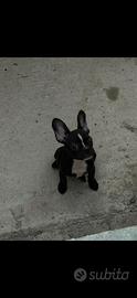Bull dog francese