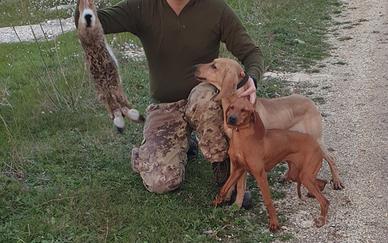 Segugio dell'appennino