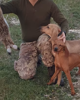 Segugio dell'appennino