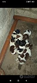 Cuccioli bracco