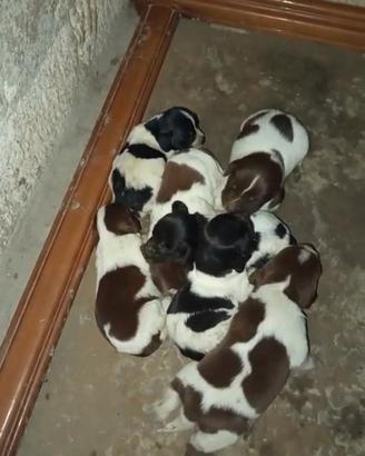 Cuccioli bracco