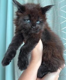 Maine Coon