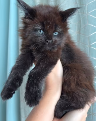 Maine Coon