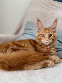 Cuccioli di razza Maine Coon