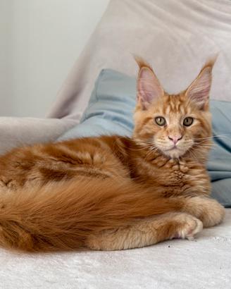 Cuccioli di razza Maine Coon