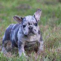 Cuccioli bulldog francese merle maschio e femmina
