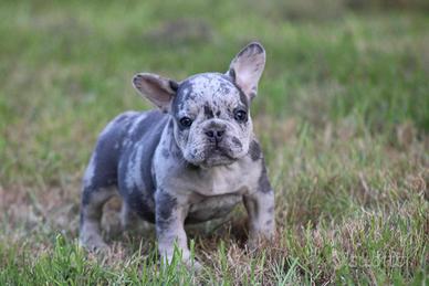 Cuccioli bulldog francese merle maschio e femmina