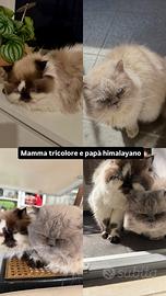 Cuccioli gatti persiani