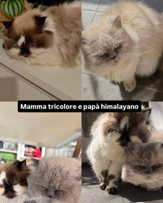 Cuccioli gatti persiani