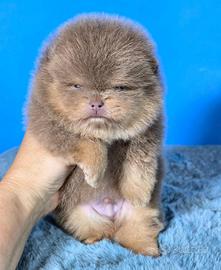 Spitz di Pomerania
