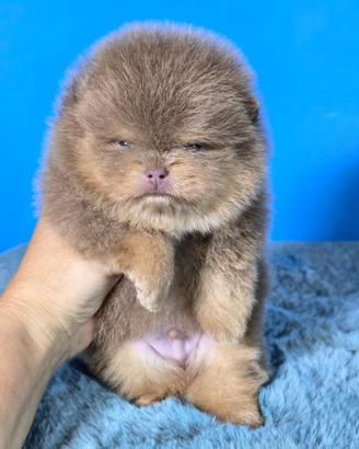 Spitz di Pomerania
