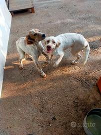 Cuccioli setter inglese