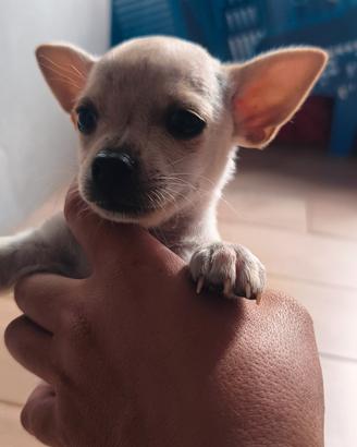 cuccioli chihuahua 