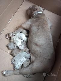 Cuccioli american bully