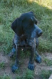 Bracco Pointer