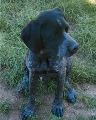 Bracco Pointer
