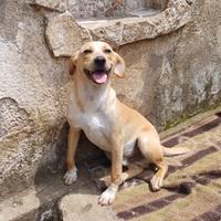 GIORGIO adorabile cucciolo abbandonato al cimitero